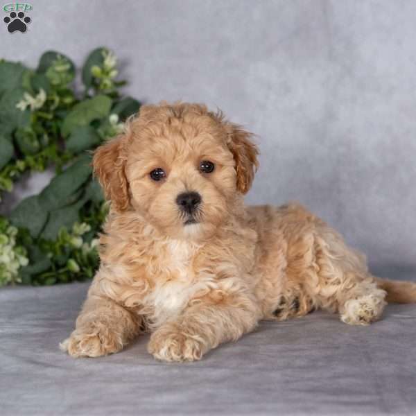 Bruce, Bich-Poo Puppy